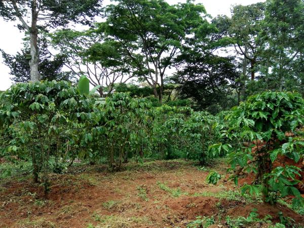 Plantation villageoise de café robusta dans la région de Gabéla en Angola. © G. Trouche, Cirad